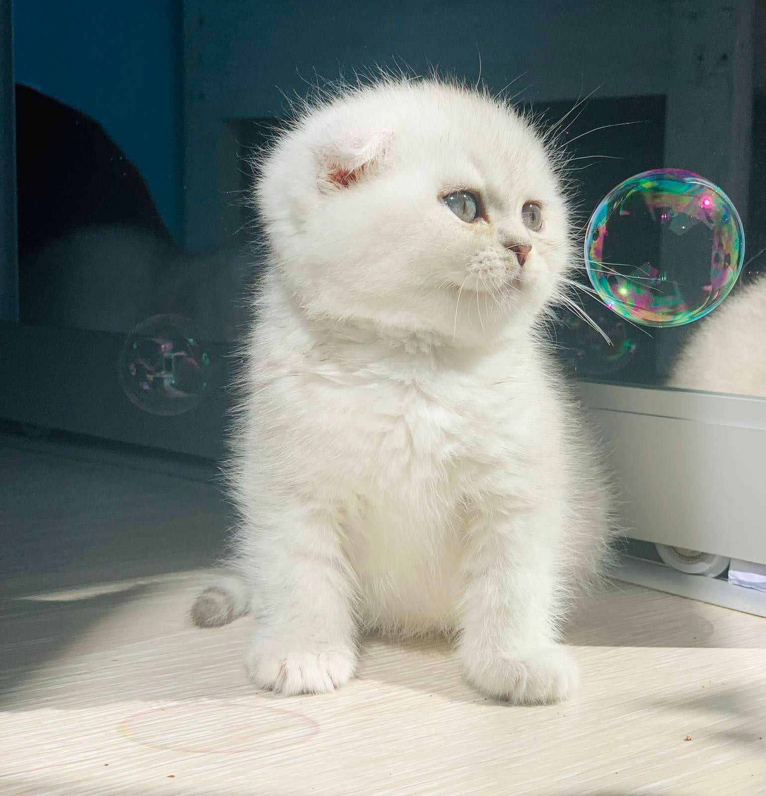 Шотландська дівчинка срібна шиншила