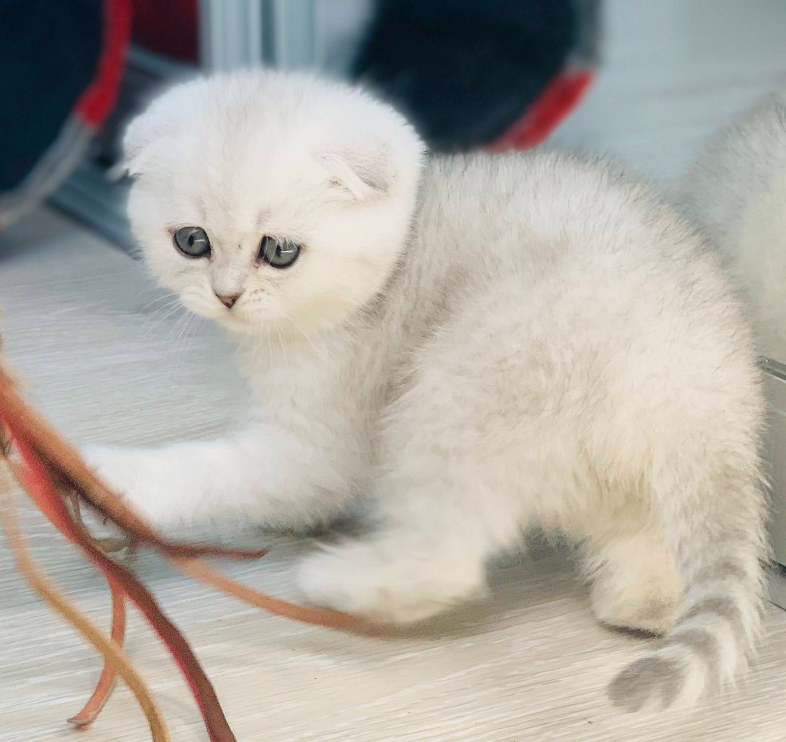 Шотландська дівчинка срібна шиншила