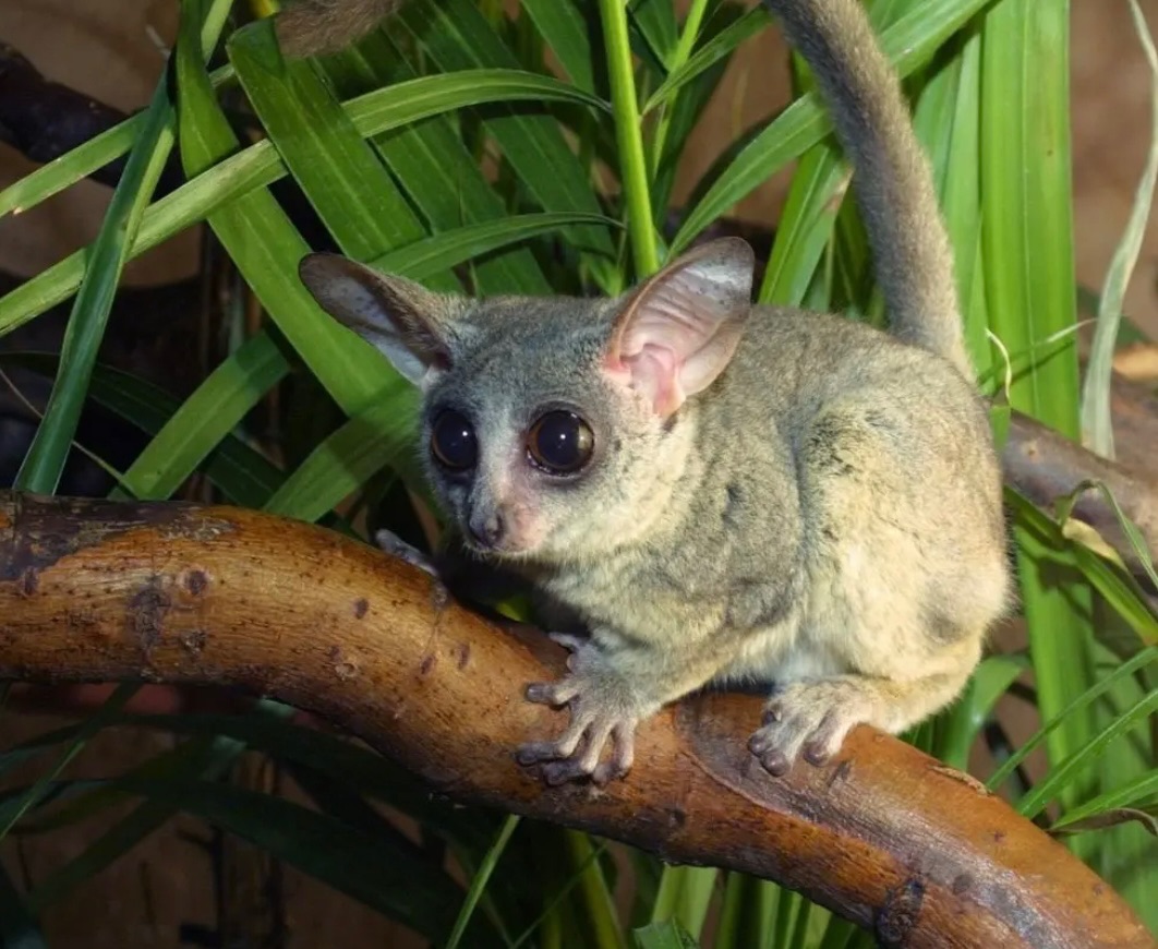 Галаго сенегальський