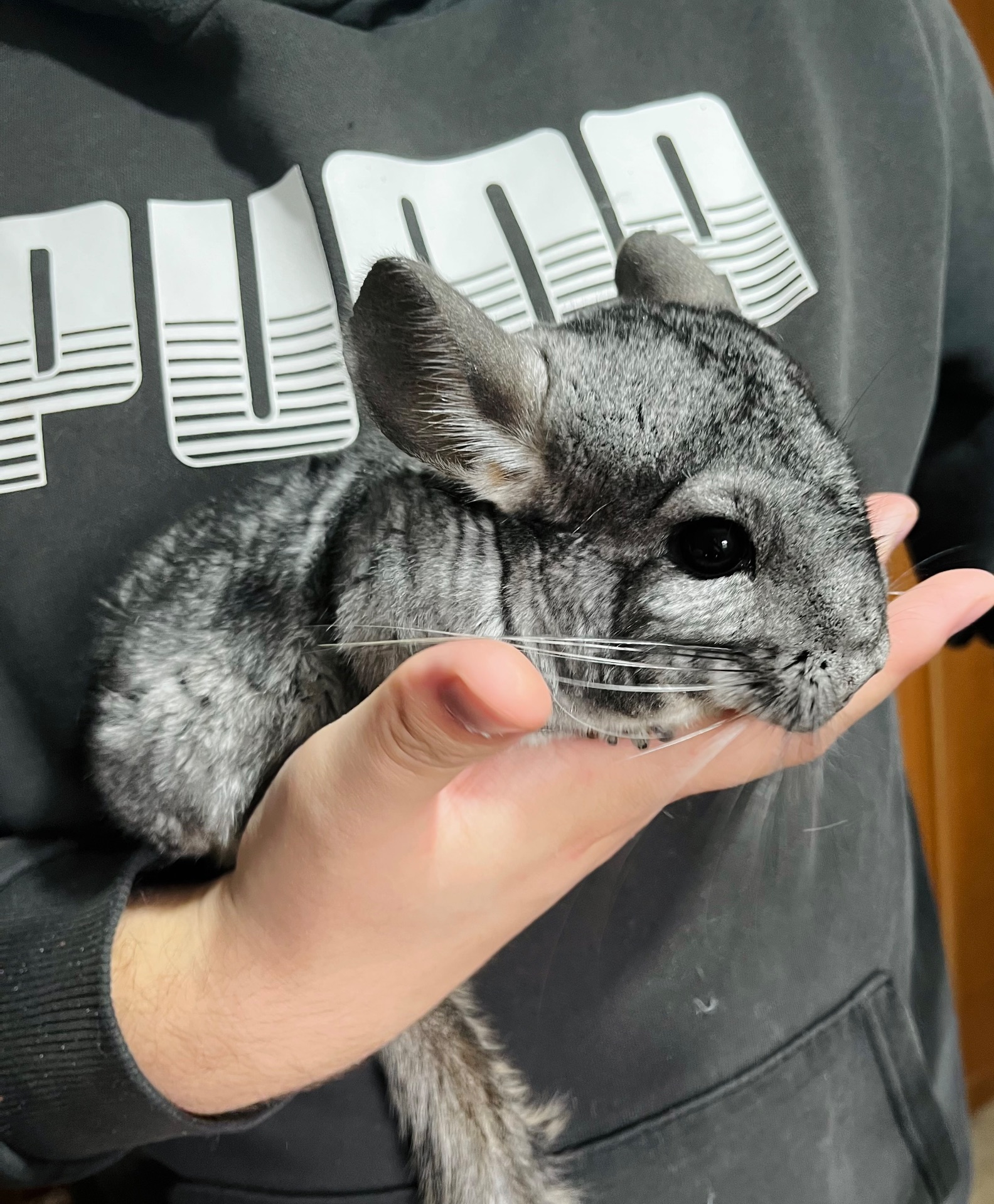 Шиншилка шукає домівку