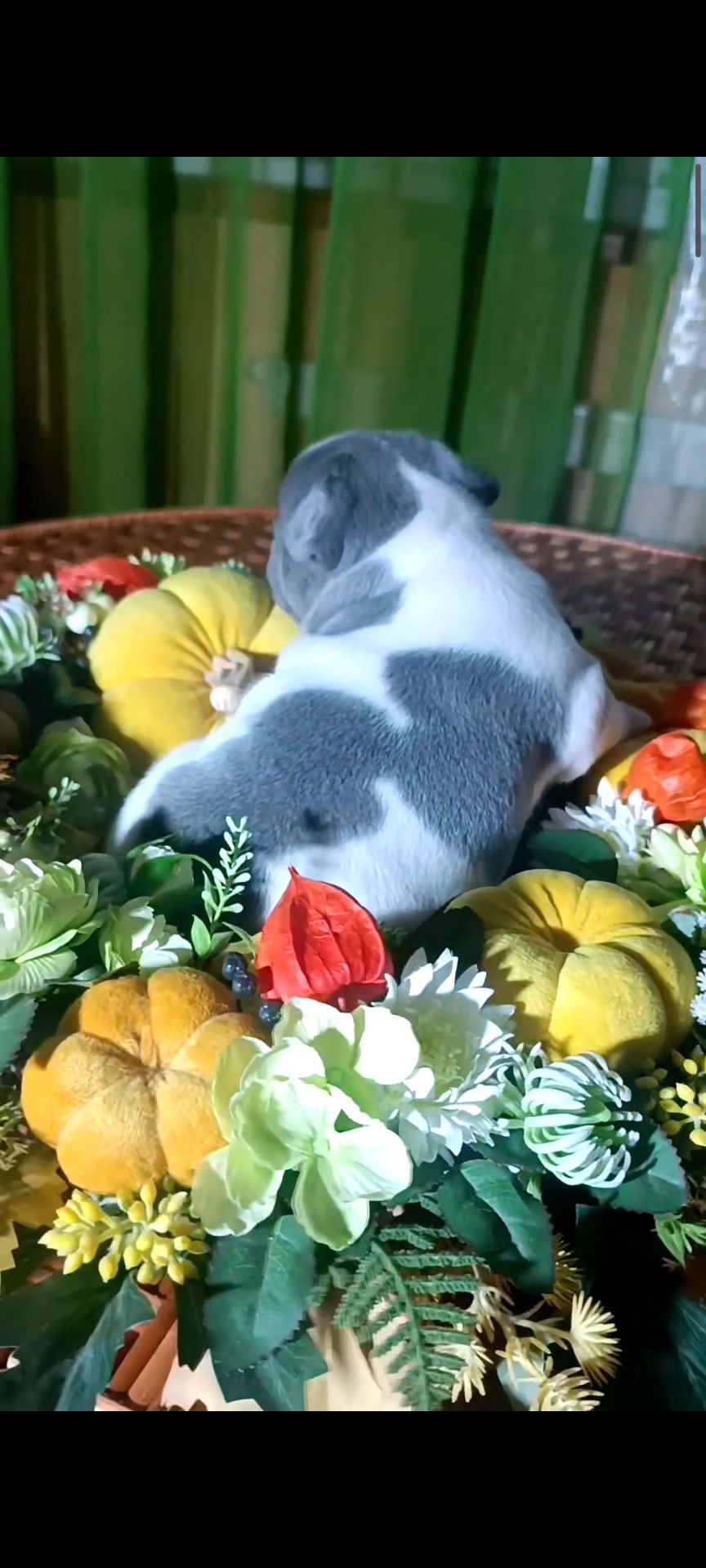 Цуценя французького бульдога