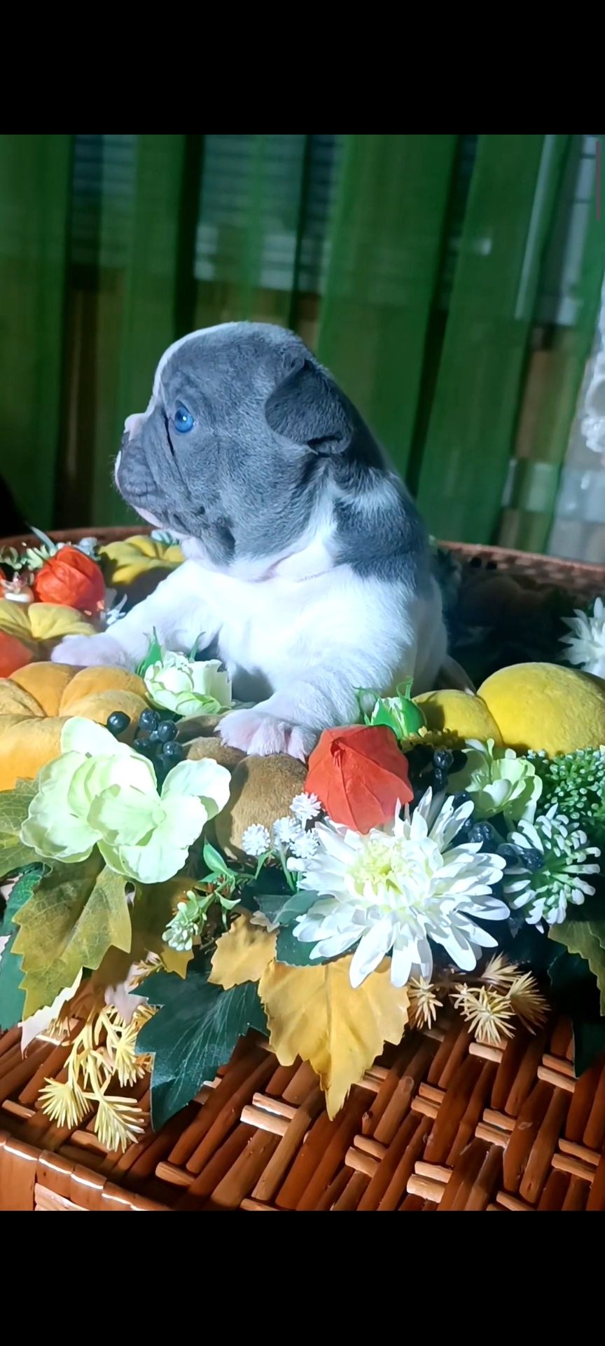 Цуценя французького бульдога