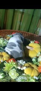 Цуценя французького бульдога