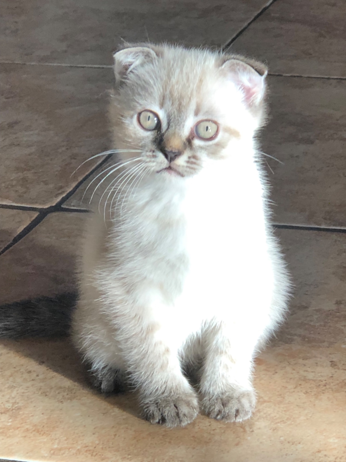 Кошенята