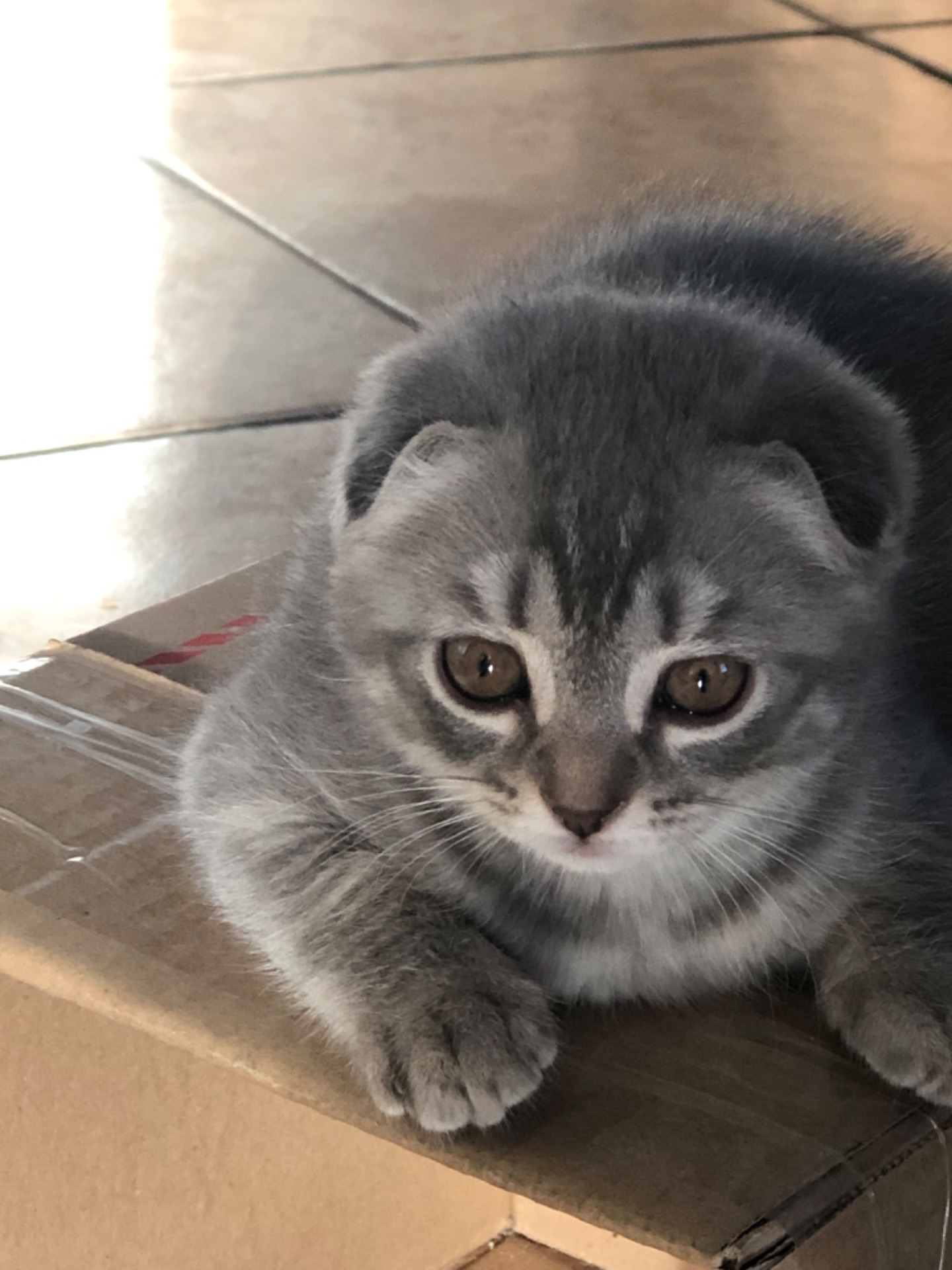 Кошенята
