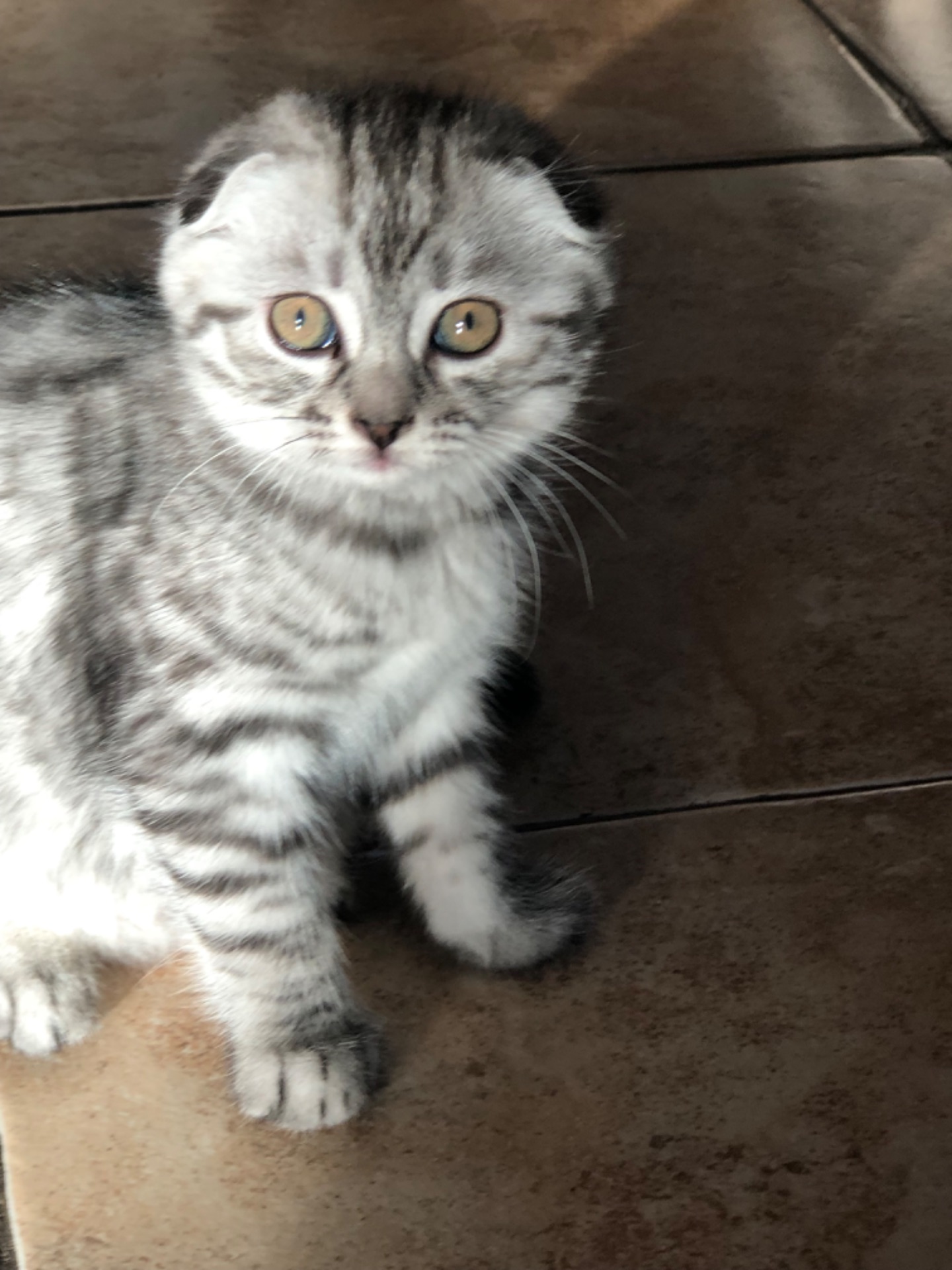 Кошенята