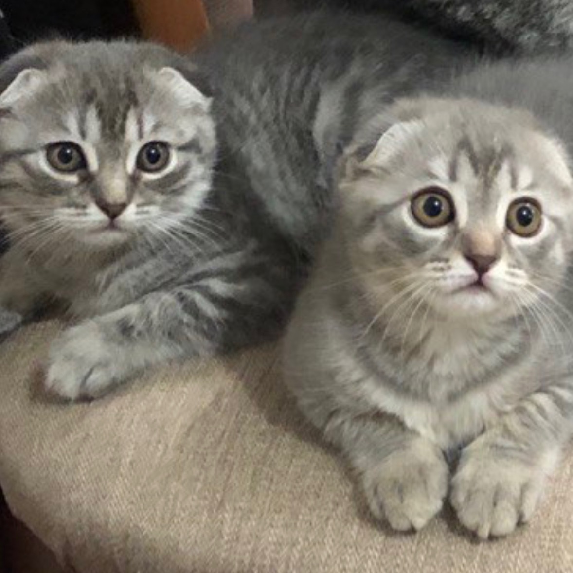 Кошенята