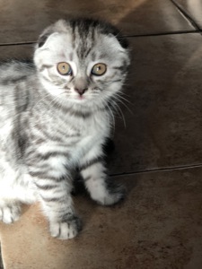Кошенята