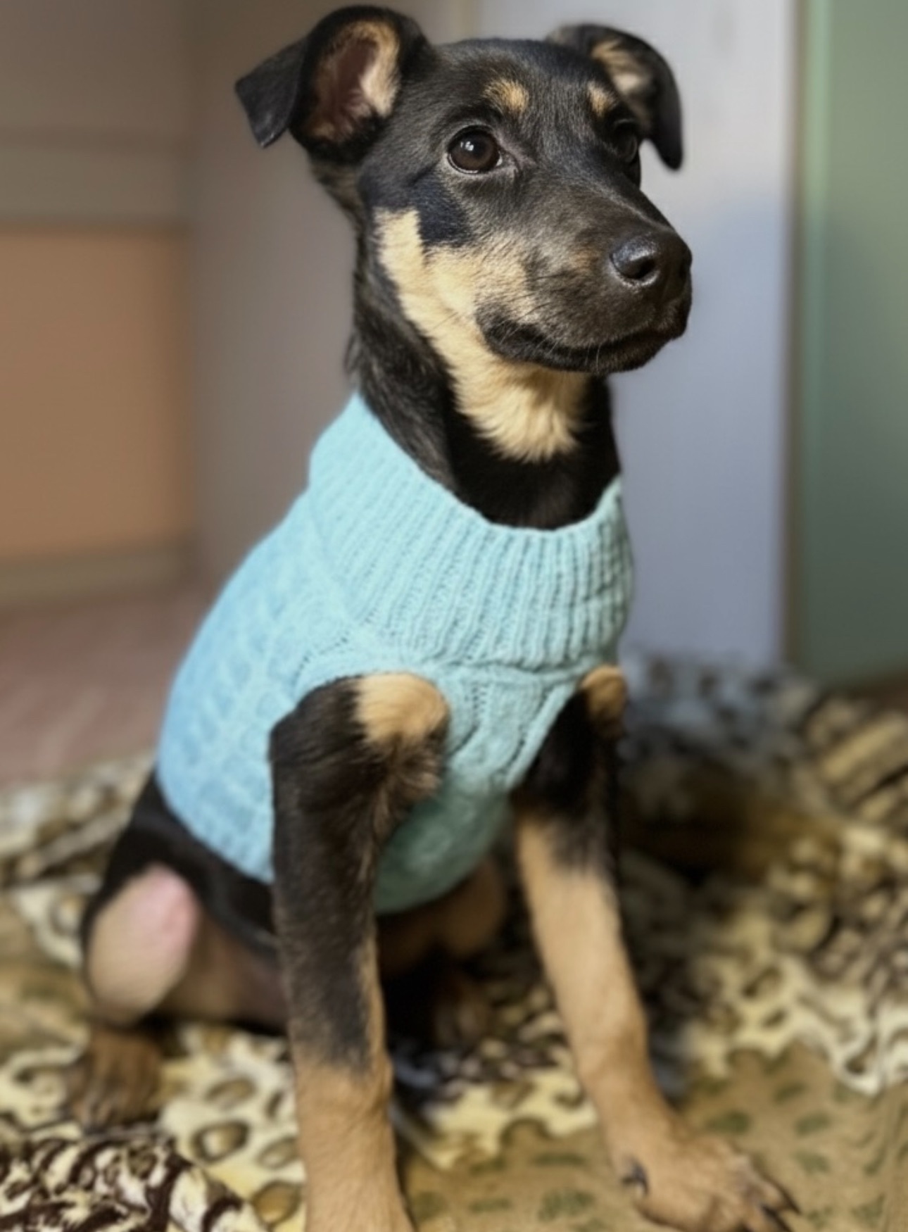 Цуценятко, мікс пінчера