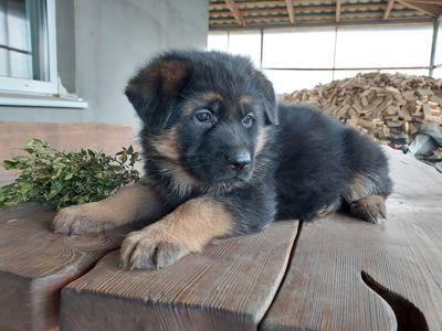 Цуценята німецької вівчарки з документами