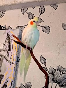 Корела Дніпро-Кам'янське