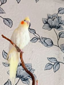 Корела Дніпро-Кам'янське