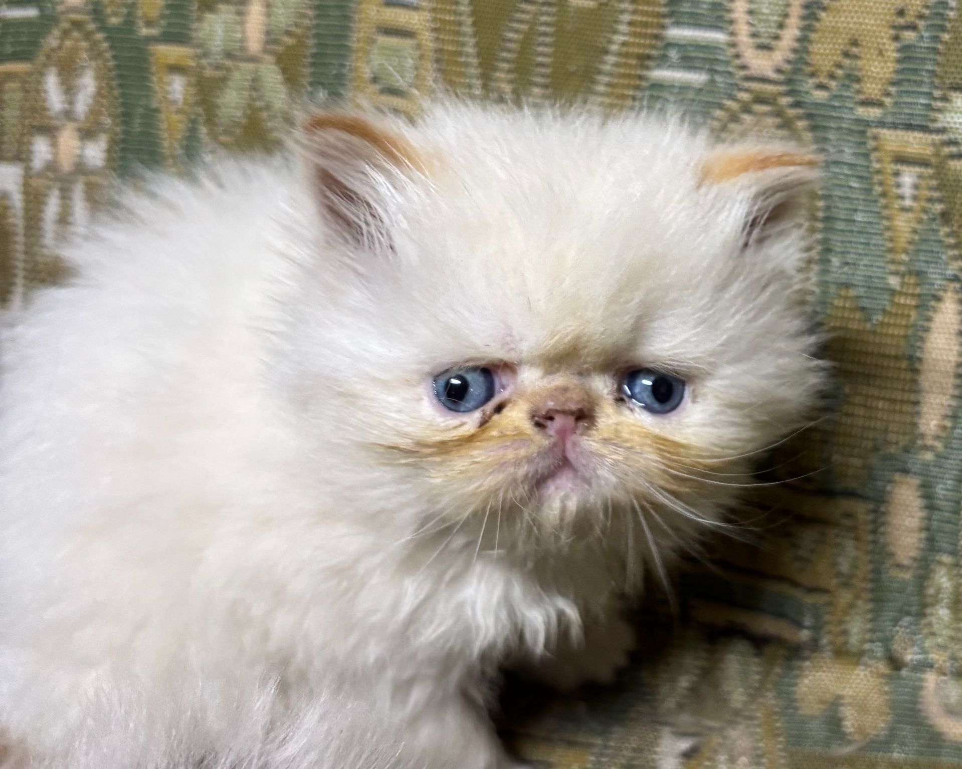 Персидські кошенята