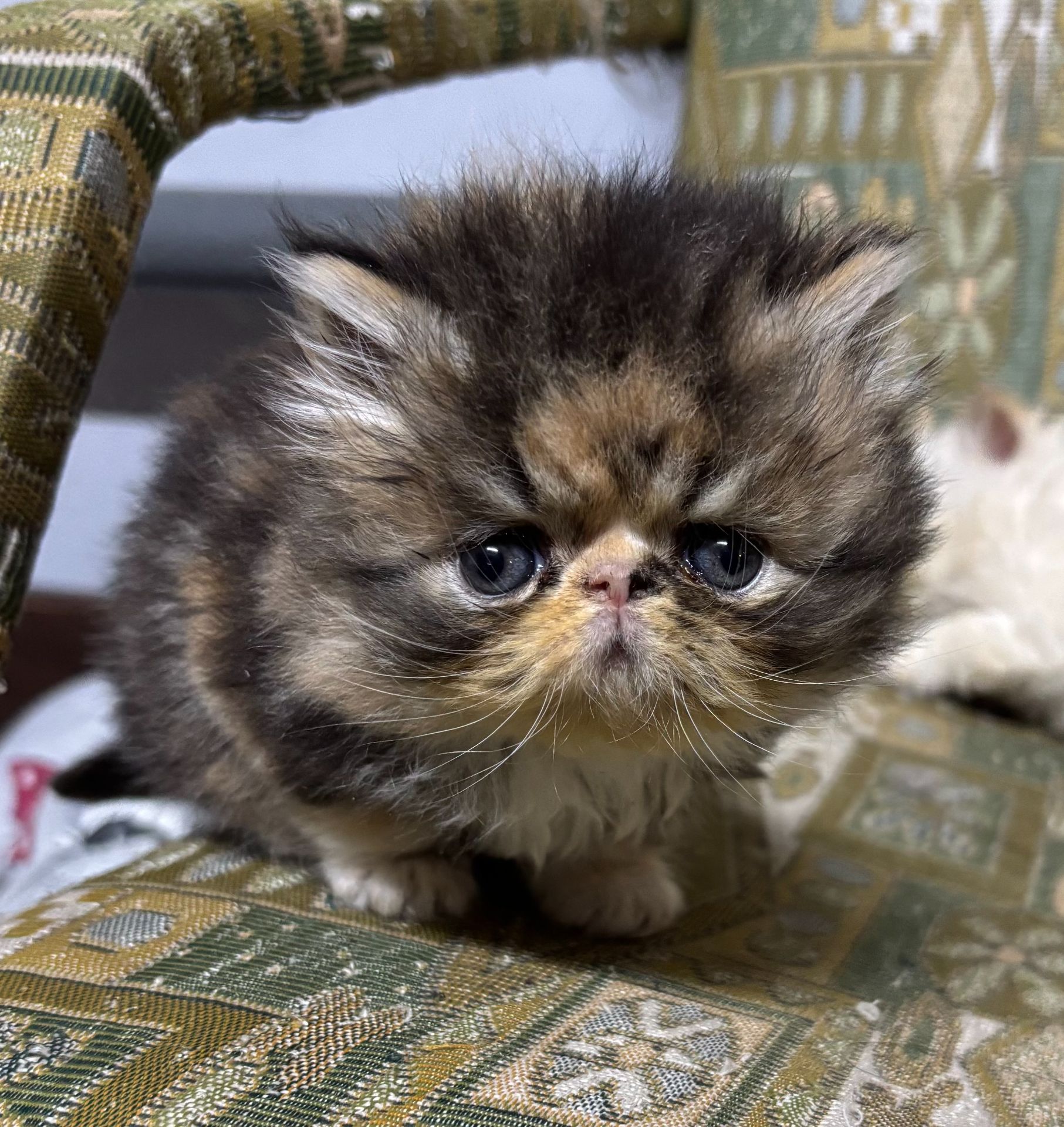 Персидські кошенята