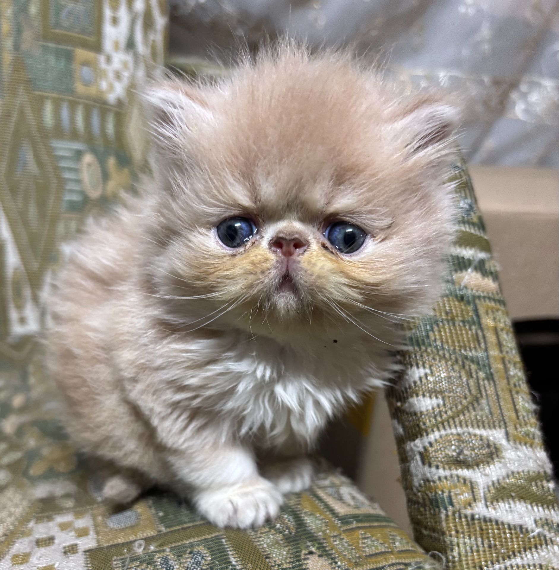 Персидські кошенята