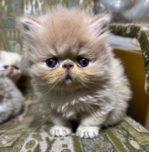 Персидські кошенята