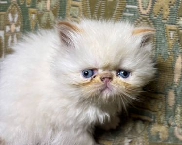 Персидські кошенята