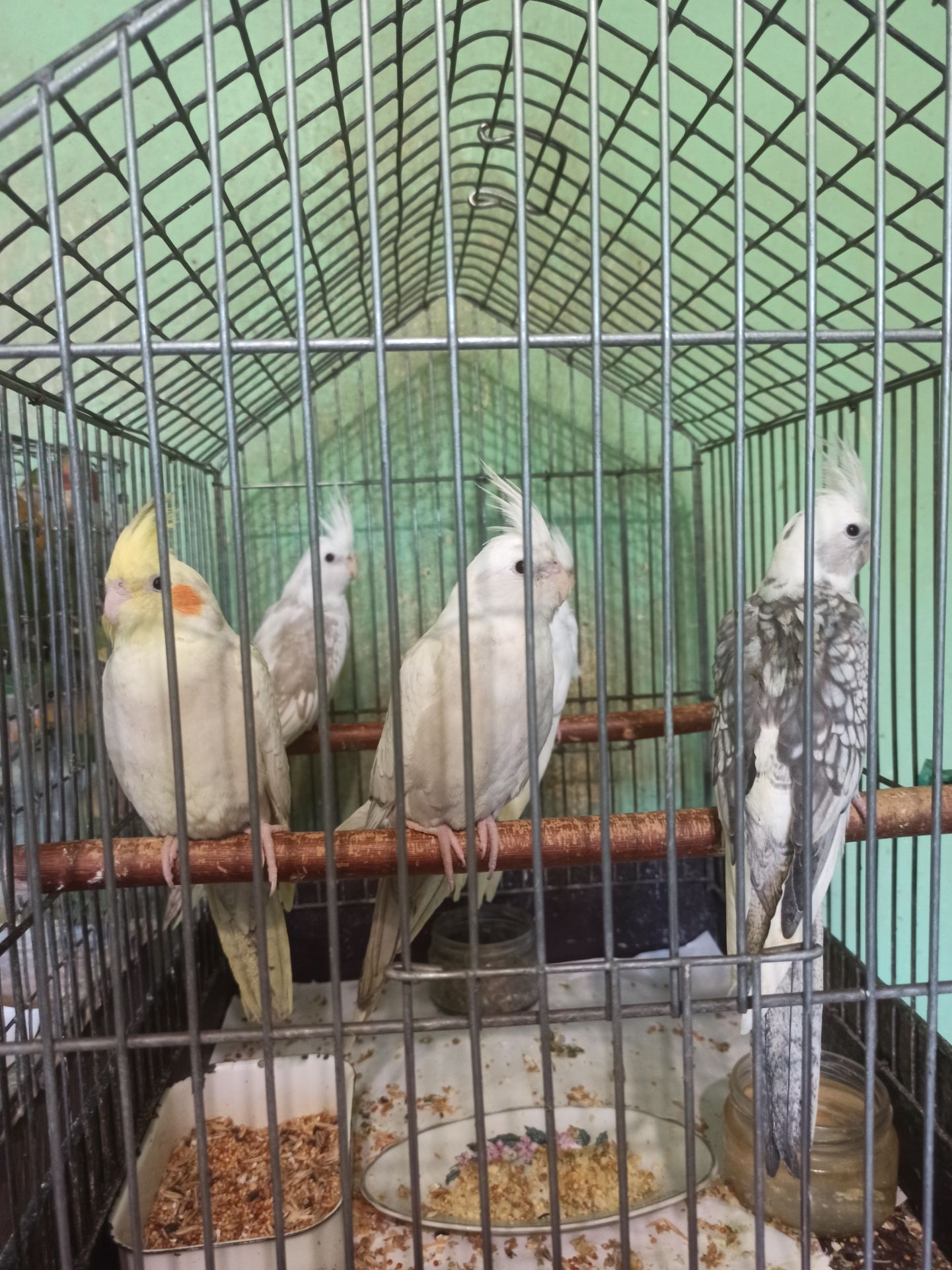 Кореллы птенцы