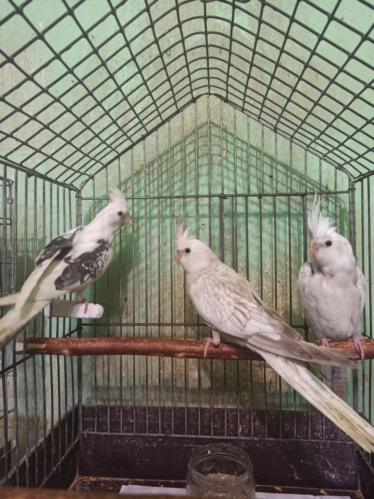 Кореллы птенцы