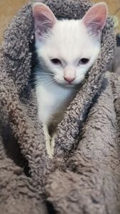 Віддам в добрі руки