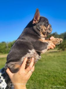 Маленьке диво французького бульдога шукає свою сім’ю 🐾