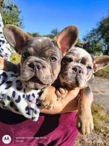 Маленьке диво французького бульдога шукає свою сім’ю 🐾