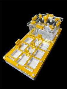 Купить муравьиную ферму с гипсом для Camponotus. Желтый формикарий 220x110 мм. Доставка