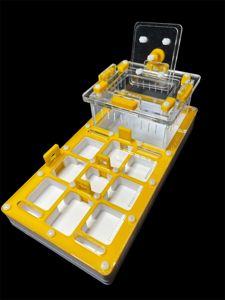 Купить муравьиную ферму с гипсом для Camponotus. Желтый формикарий 220x110 мм. Доставка