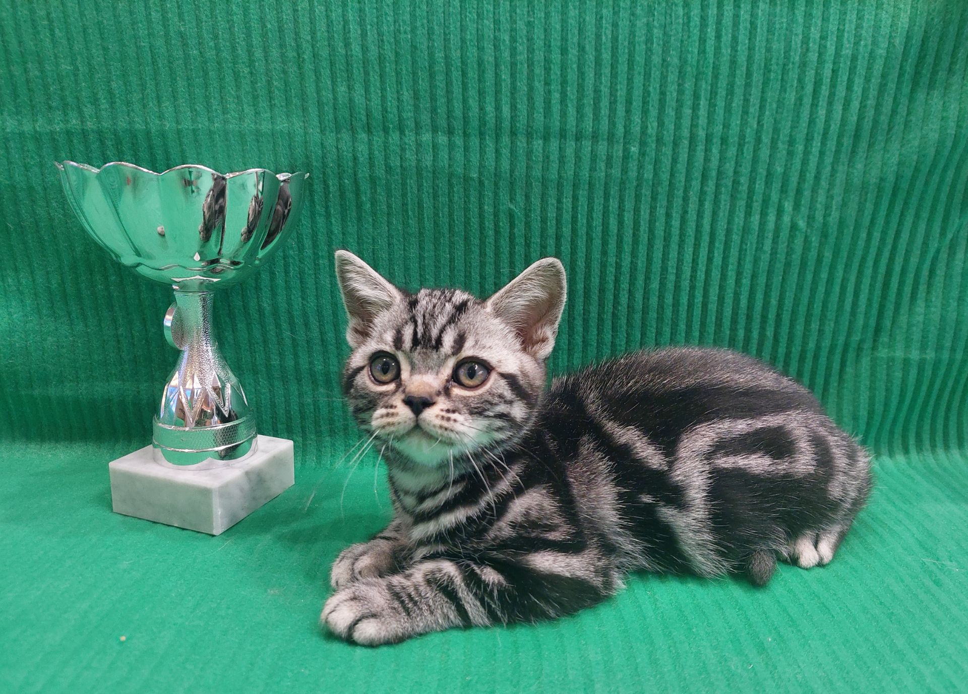 Американська короткошерста. Хлопчик ЯРІК