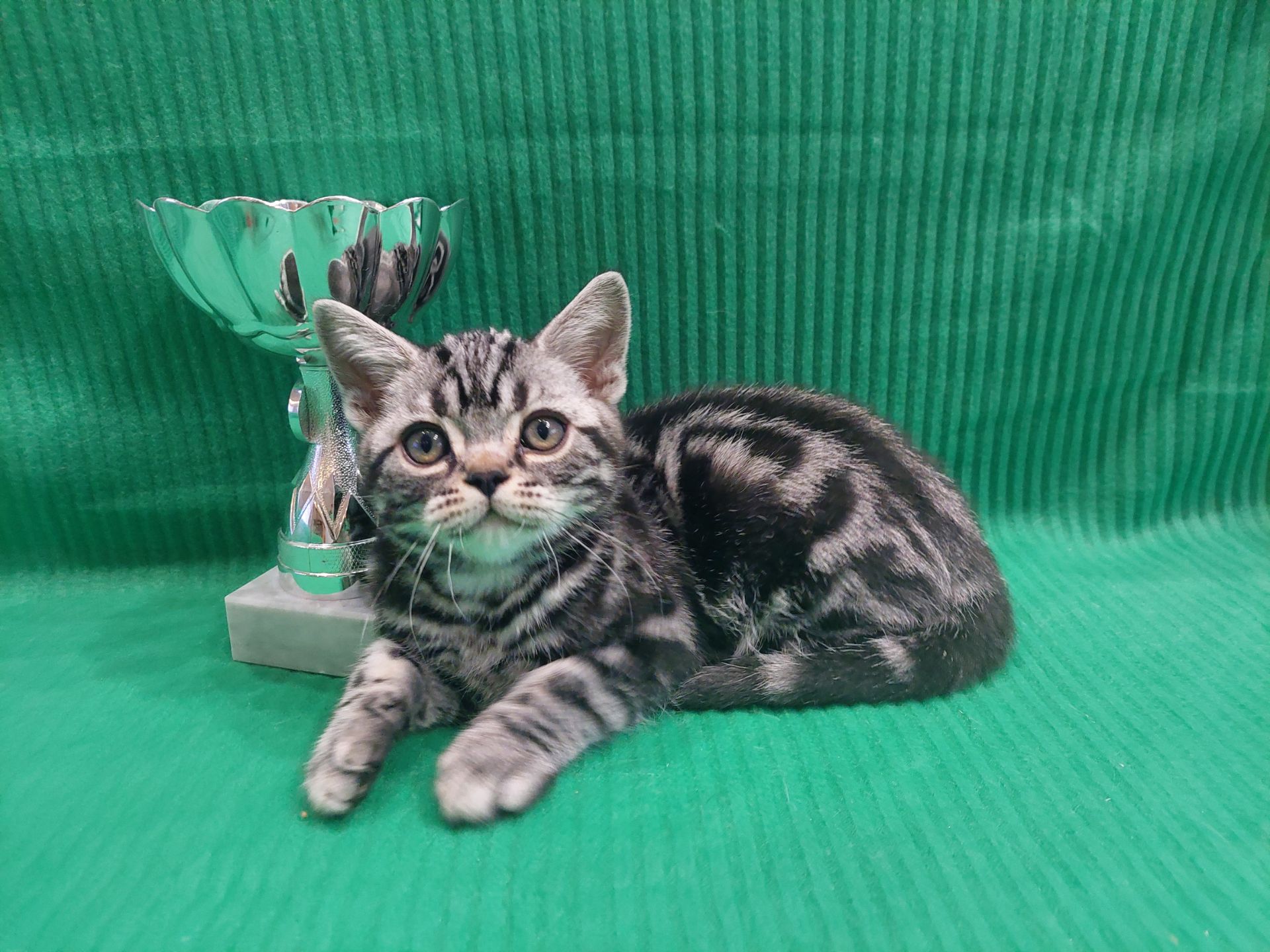 Американська короткошерста. Хлопчик ЯРІК