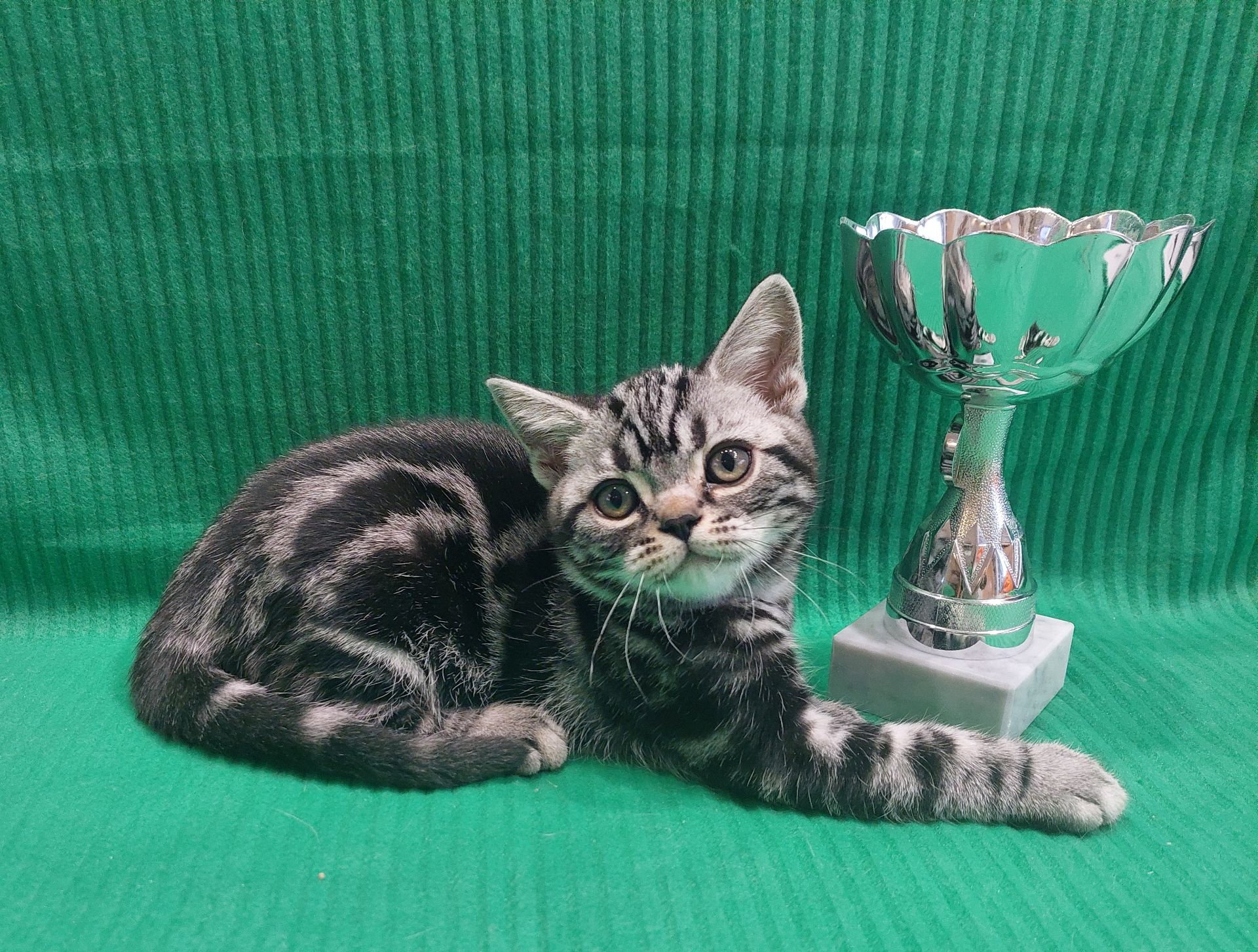 Американська короткошерста. Хлопчик ЯРІК