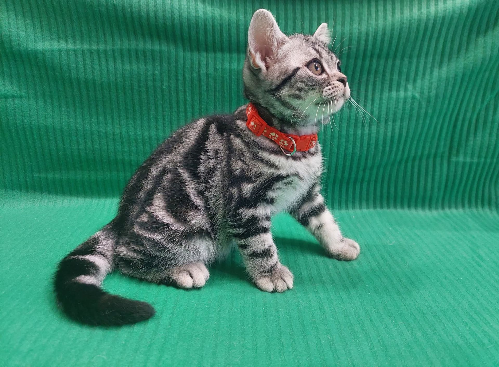 Американська короткошерстна. Хлопчик Даня