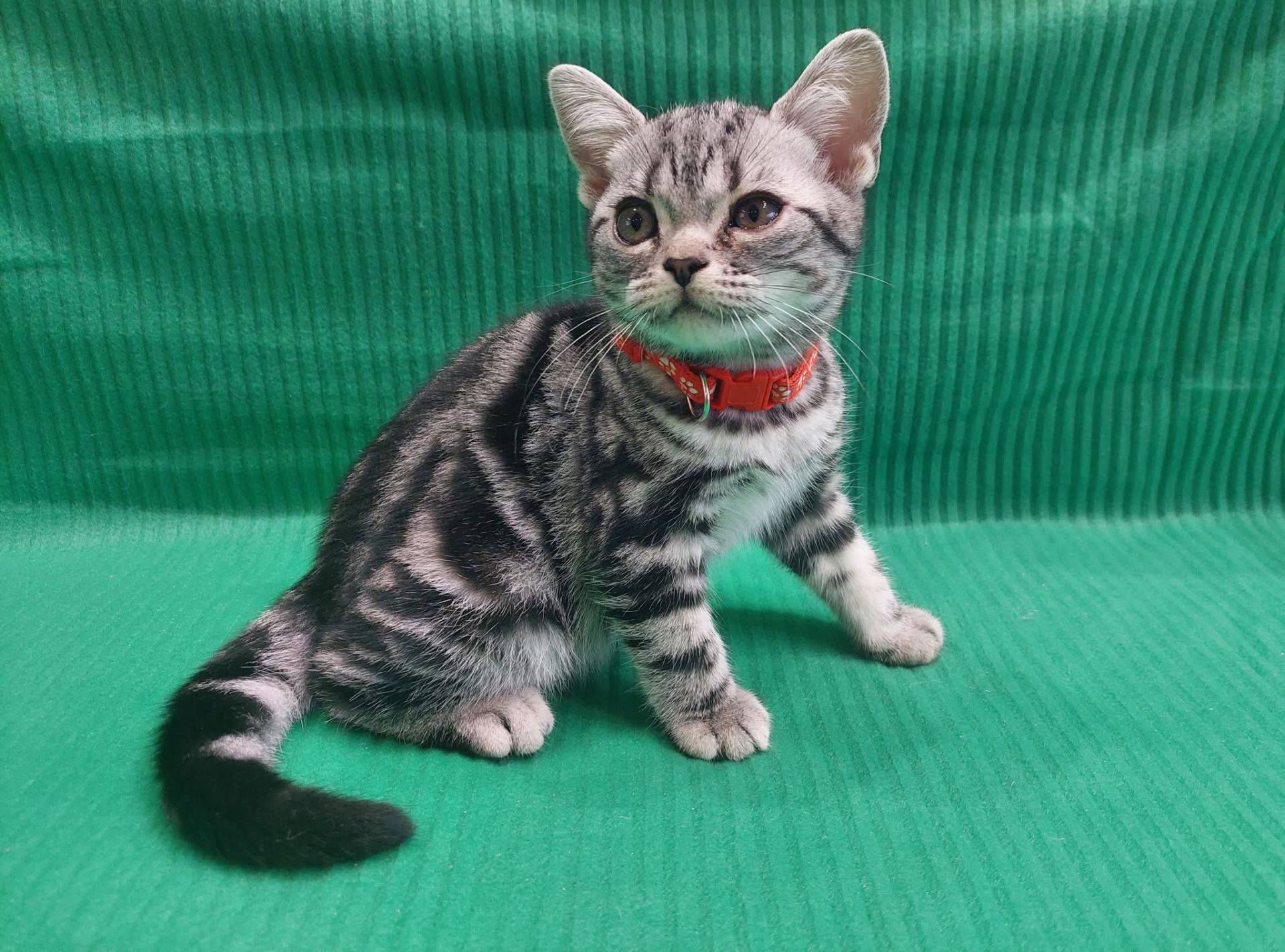 Американська короткошерстна. Хлопчик Даня