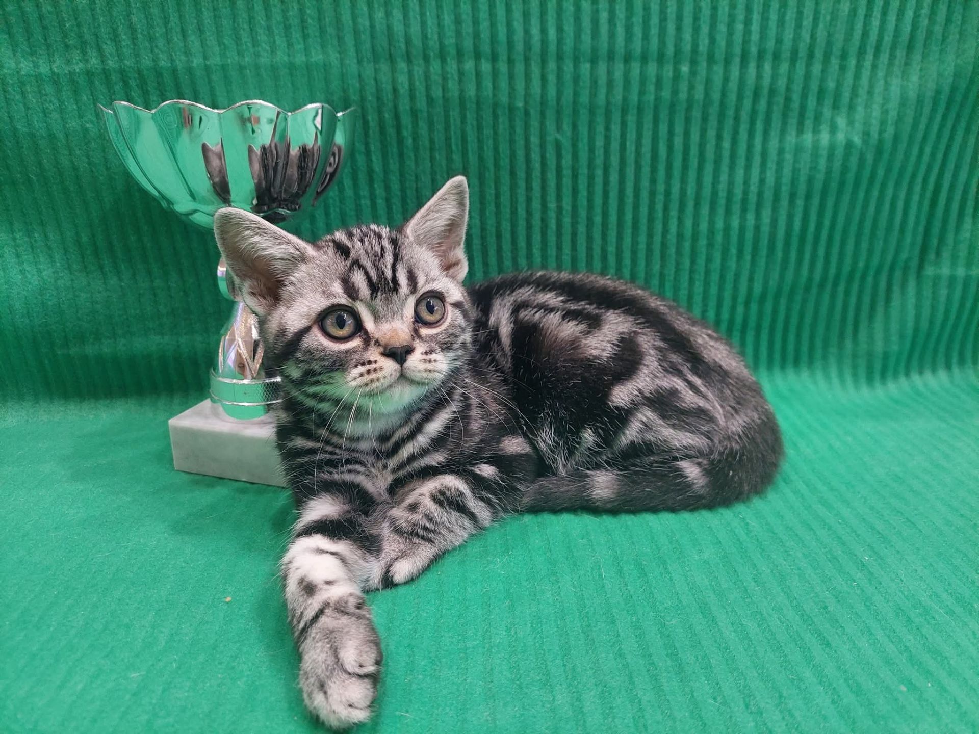 Американська короткошерста. Хлопчик ЯРІК