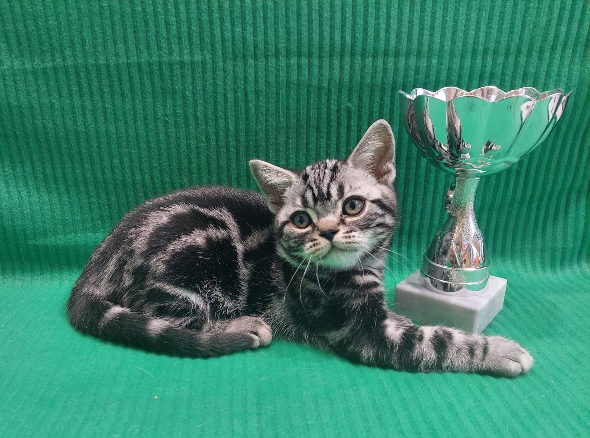 Американська короткошерста. Хлопчик ЯРІК