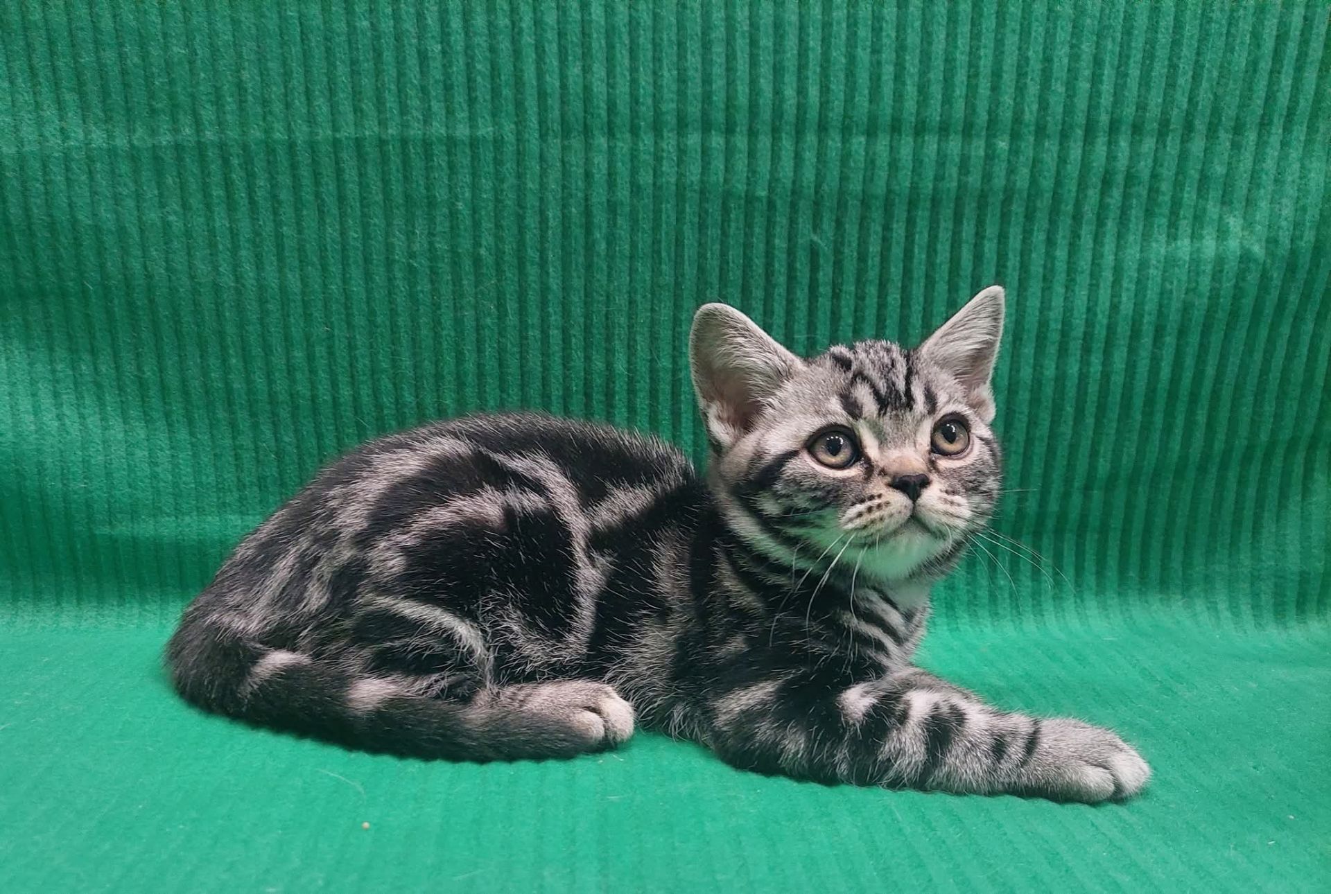 Американська короткошерста. Хлопчик ЯРІК