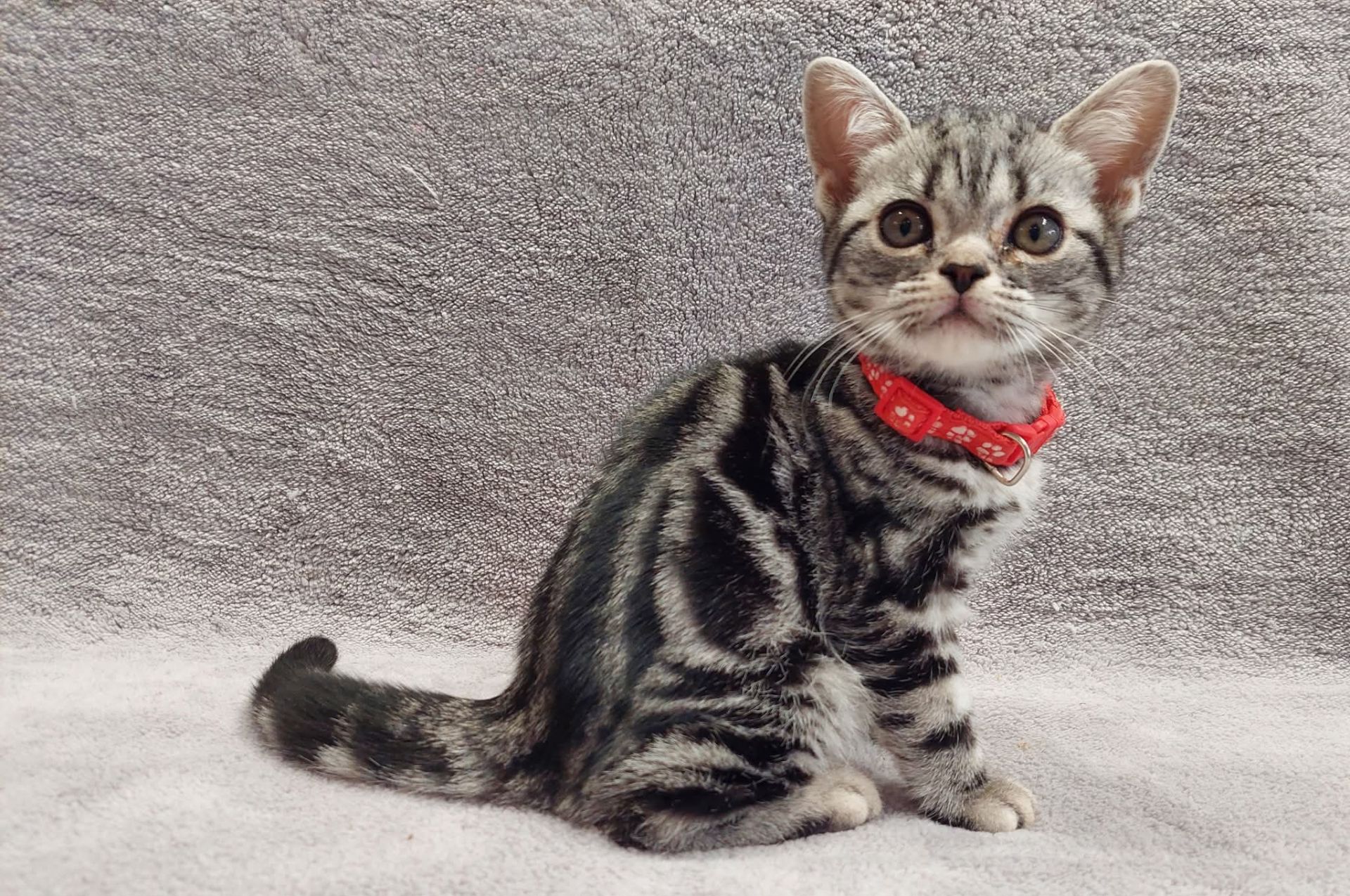 Американська короткошерстна. Хлопчик Даня