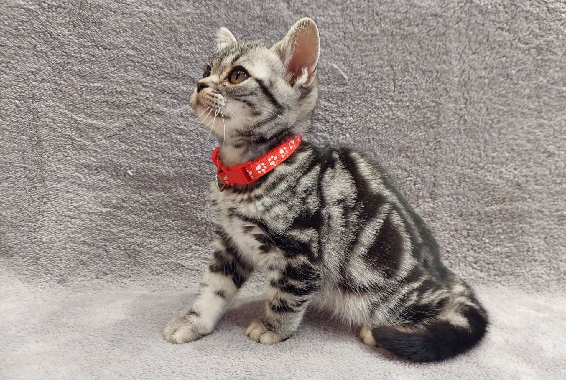 Американська короткошерстна. Хлопчик Даня