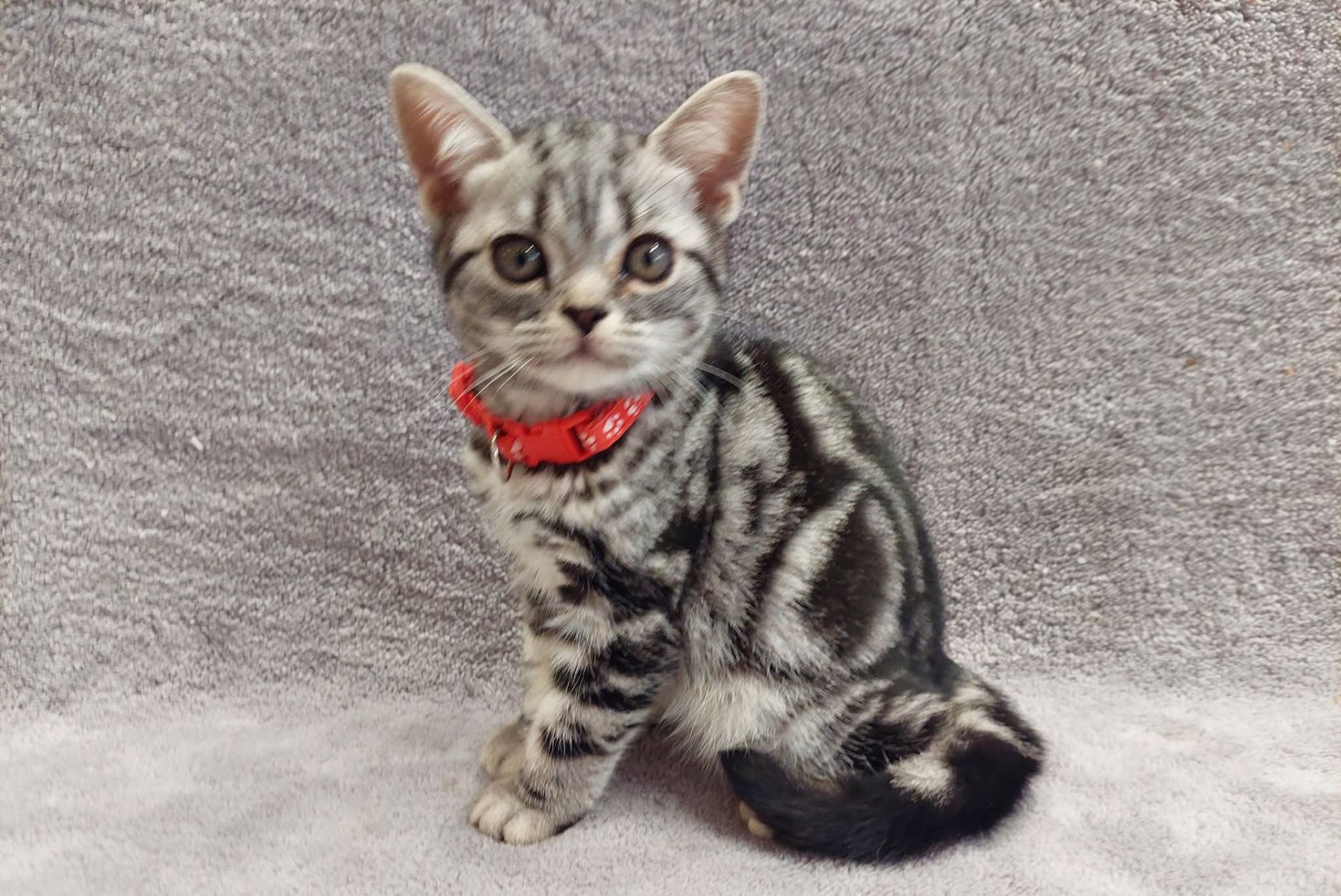 Американська короткошерстна. Хлопчик Даня