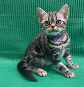 Хлопчик Ден. Американска короткошерстна