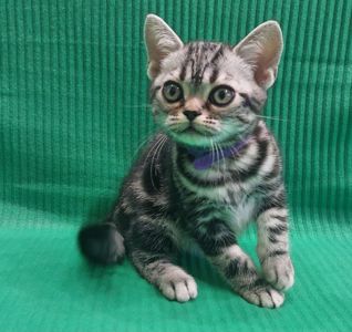 Хлопчик Ден. Американска короткошерстна