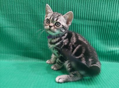 Хлопчик Ден. Американска короткошерстна