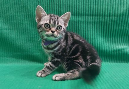 Хлопчик Ден. Американска короткошерстна