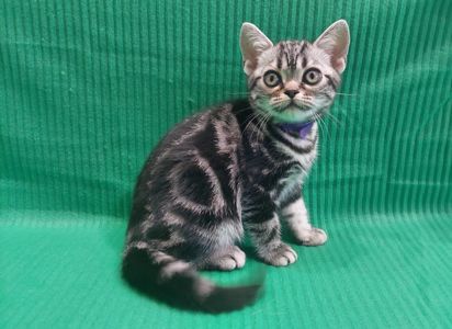 Хлопчик Ден. Американска короткошерстна