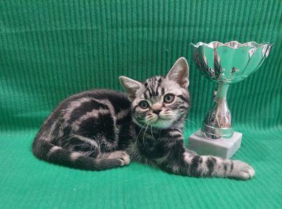 Американська короткошерста. Хлопчик ЯРІК