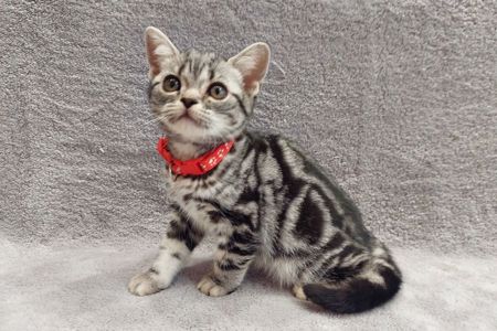 Американська короткошерстна. Хлопчик Даня