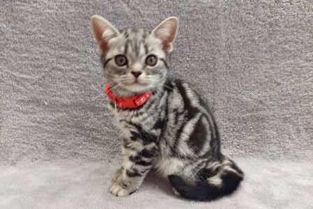 Американська короткошерстна. Хлопчик Даня