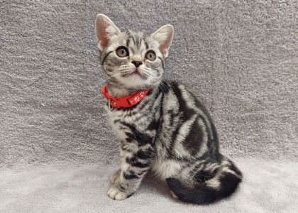 Американська короткошерстна. Хлопчик Даня