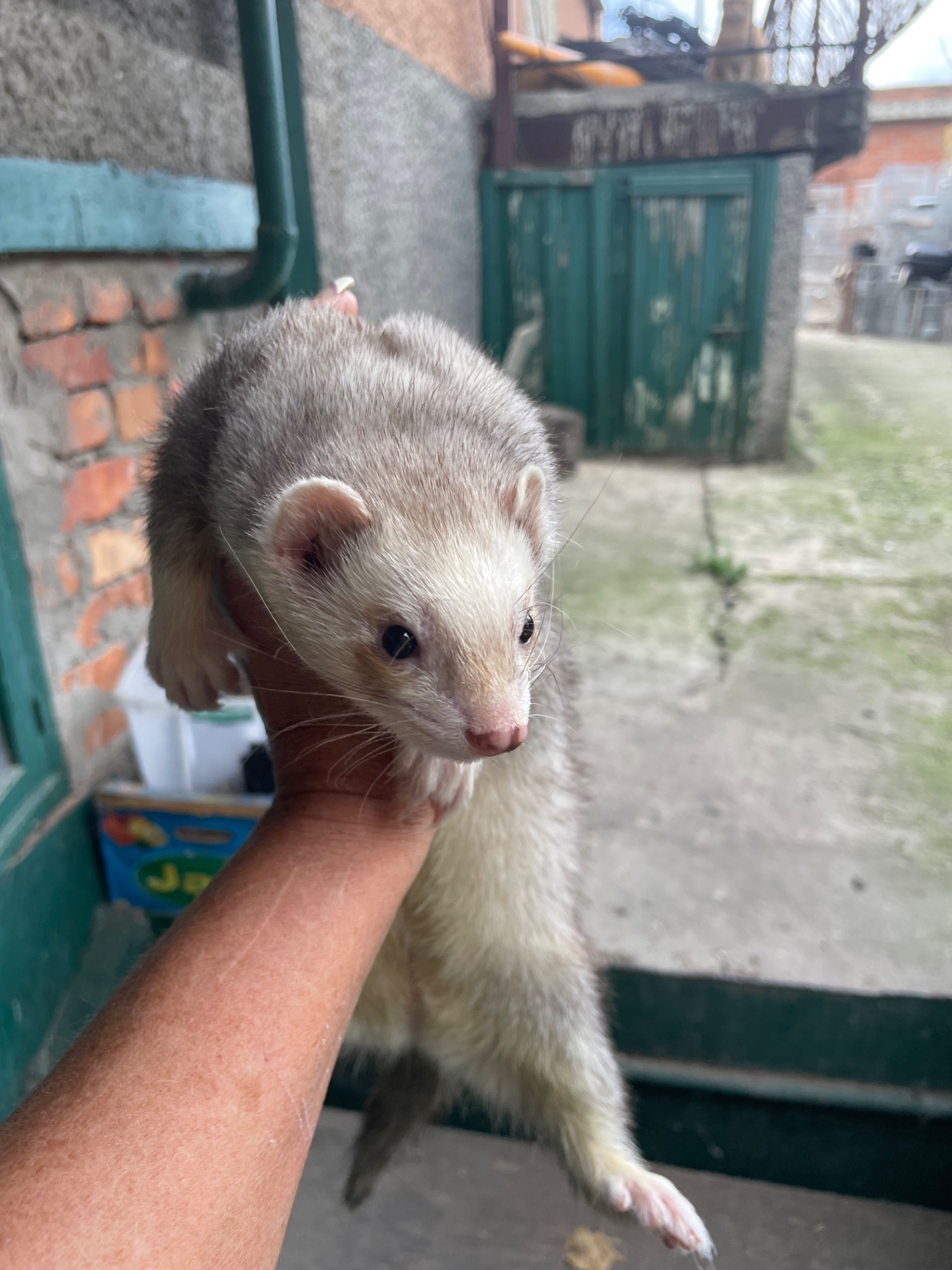 Маленькі цуценята тхориків