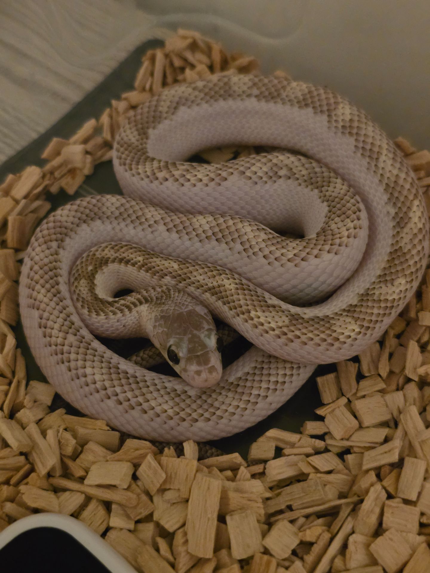 Щурячий полоз